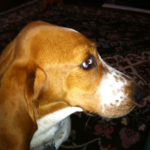 Basset hound dog 